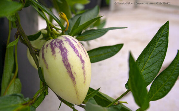 Ideal für Naschkatzen: Die Birnenmelone auf dem Balkon