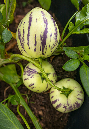 Birnenmelonen Birnenmelonen