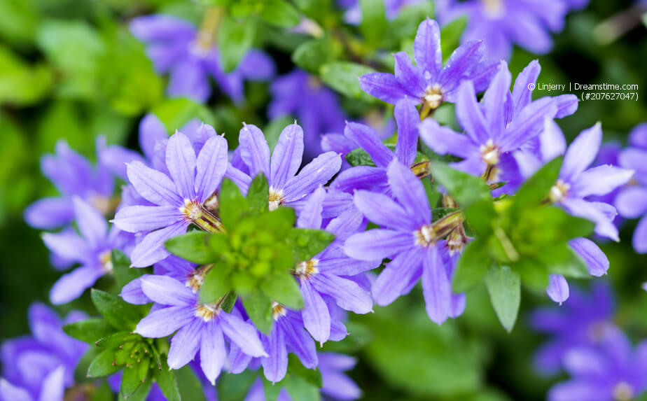 blühende Blaue Fächerblume