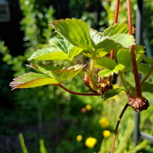 Erdbeeren vermehren mit den Ablegern Erdbeeren vermehren mit den Ablegern