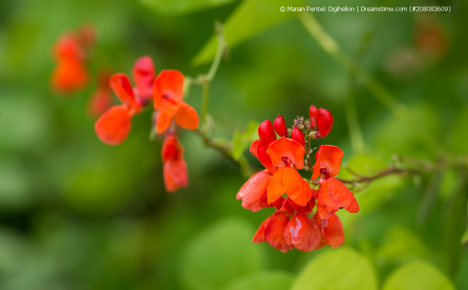 Blüten einer Feuerbohne