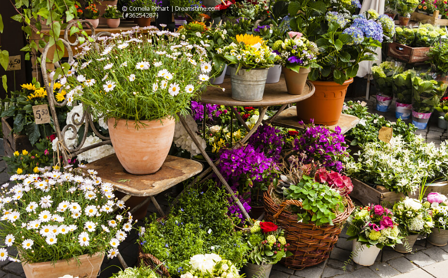 Gärtnerei - Blumenmarkt