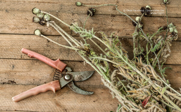 Gartenscheren: Das richtige Schneidewerkzeug für Balkonpflanzen