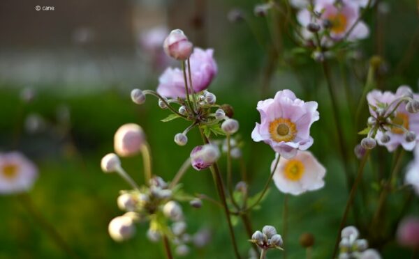 Herbst-Anemone: edle Blüten vertreiben trübe Herbsttage auf dem Balkon