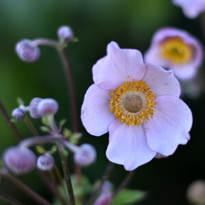 Blühende Herbst-Anemone