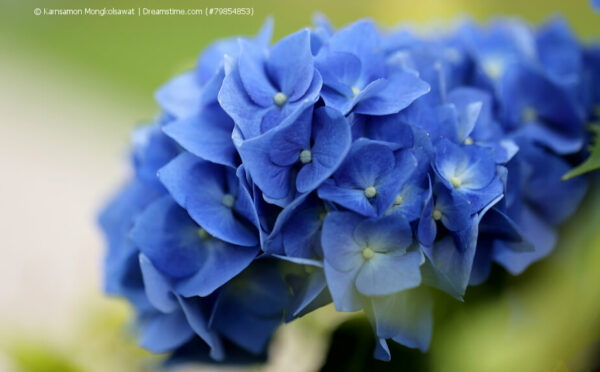 Farbenfrohe Hortensien auf dem Balkon: Hortensien blau färben