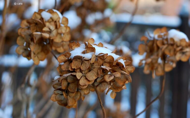 Hortensien im Topf überwintern Tipps zur Überwinterung auf dem Balkon