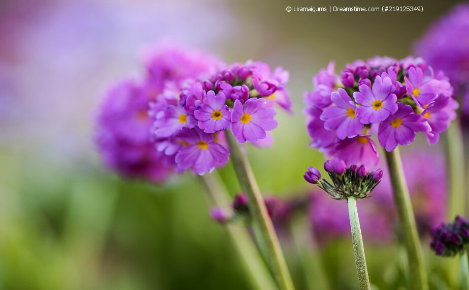 blühende Kugelprimel mit violetten Blüten