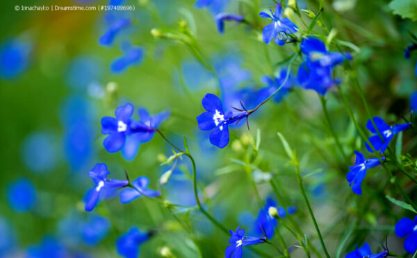Männertreu: leuchtend blaue Blüten den ganzen Sommer über