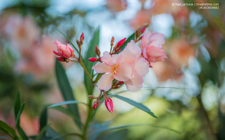 Blühender Oleander auf dem Balkon