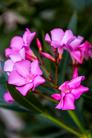 Rosa blühender Oleander auf dem Balkon