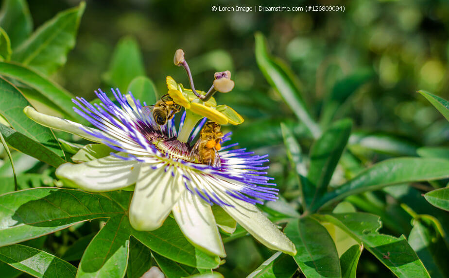 blühenede Blaue Passionsblume mit Bienen