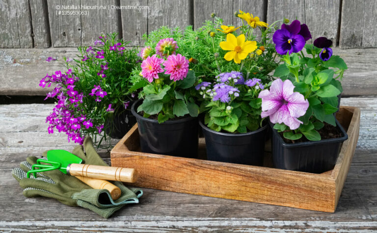 Gärtnerei Balkonpflanzen und Blumen im Fachhandel kaufen