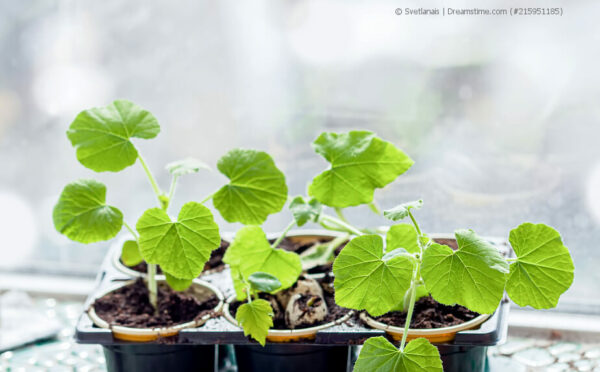 Pflanzen vermehren – von klein und putzig bis groß und prächtig