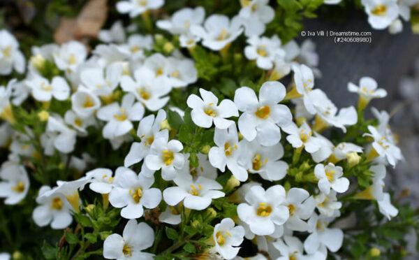 Schneeflockenblume: üppiger Dauerblüher mit charmanten Blüten