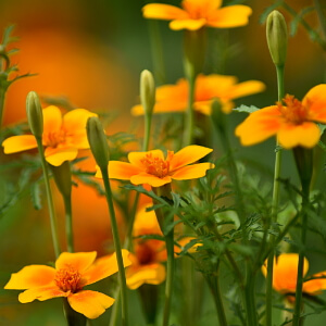 blühende Tagetes blühende Tagetes