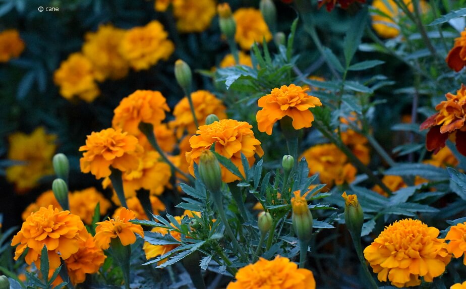 Blühende Tagetes