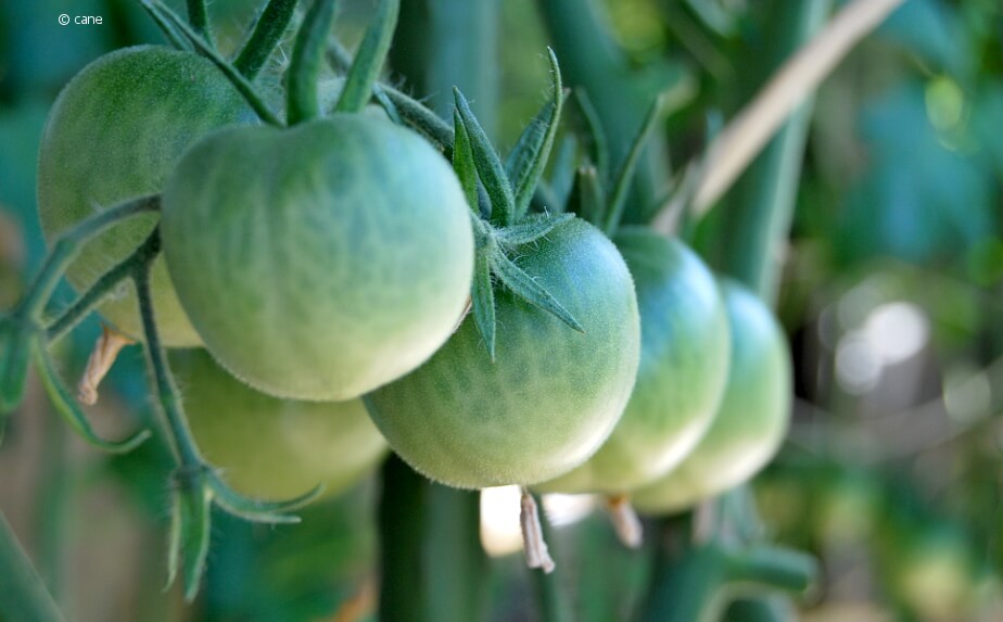 Tomaten auf dem Balkon