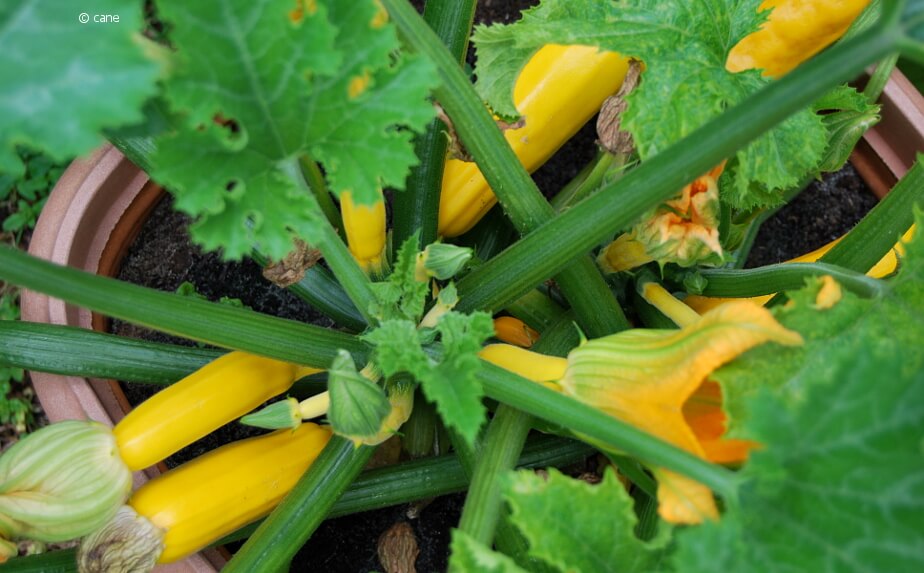Zucchini im Topf