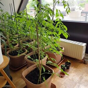 Balkonarbeiten im Mai - selbstgezogene Tomaten Balkonarbeiten im Mai - selbstgezogene Tomaten