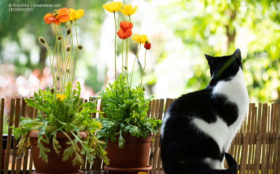 ein- und zweijährige Balkonblumen