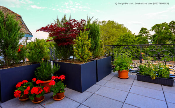 Grüne und blühende Kübelpflanzen für Balkon und Terrasse