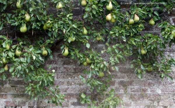 Spalierobst: Obstbäume für Balkon und Terrasse