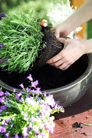 Lavendel eintopfen