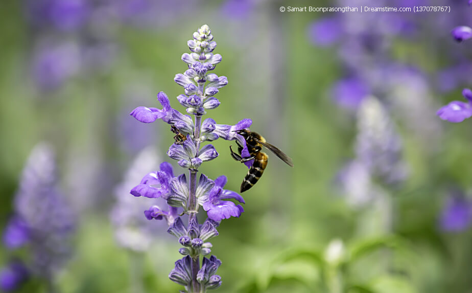 blühender Lavendel mit Biene