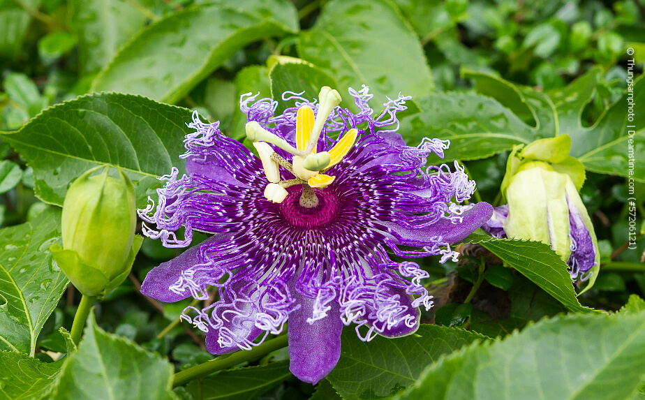 blühende Passiflora