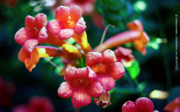 Trompetenblumen – attraktiver Kletterstrauch mit tropischen Blüten