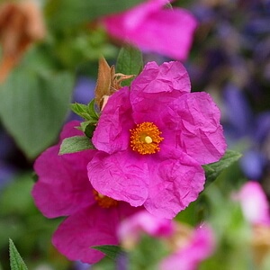 blühende Zistrose