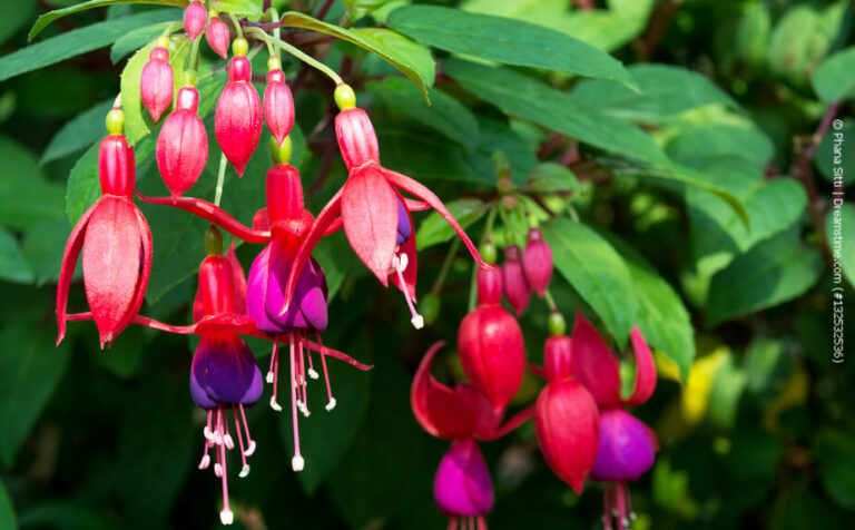 Fuchsien überwintern Tipps zur Überwinterung ohne Keller