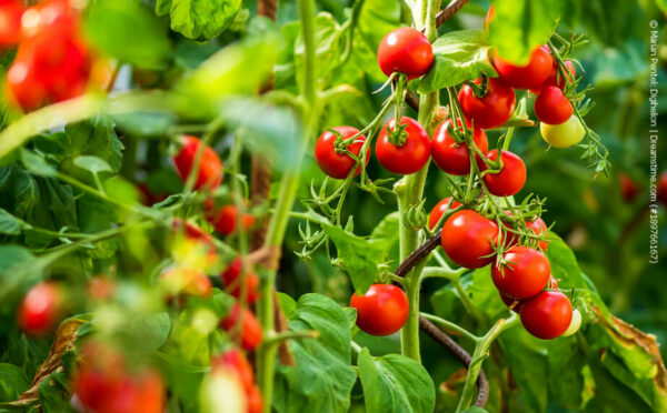Auch auf dem Balkon möglich: Tomaten veredeln