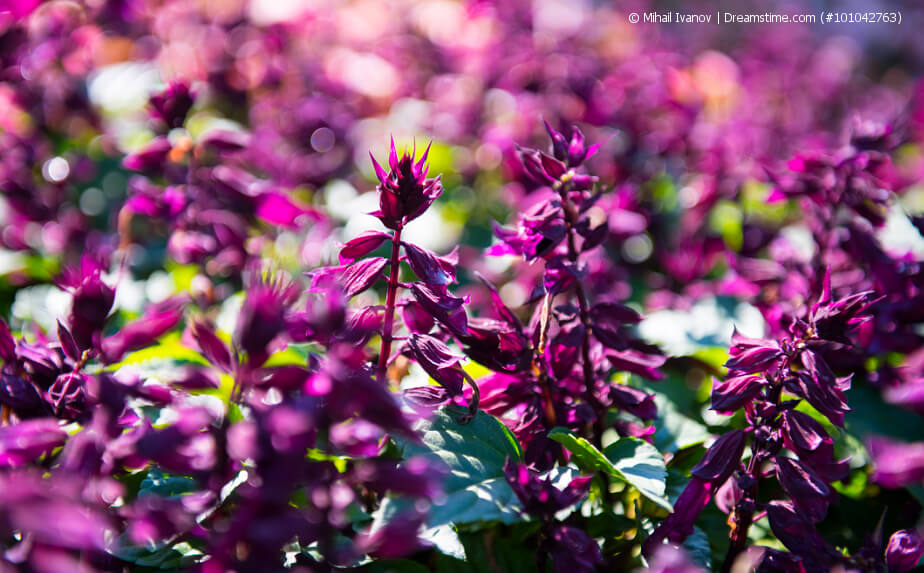 Violett blühender Feuersalbei (Salvia splendens)