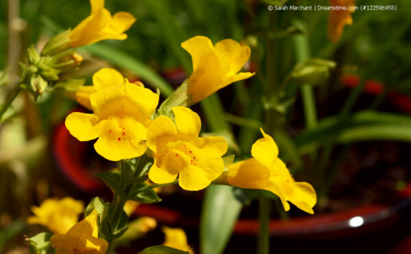 Die Gauklerblume – farbenfrohe Blütenpracht auf Balkon und Terrasse