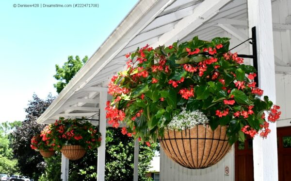 Hanging Baskets – was hängt denn da?