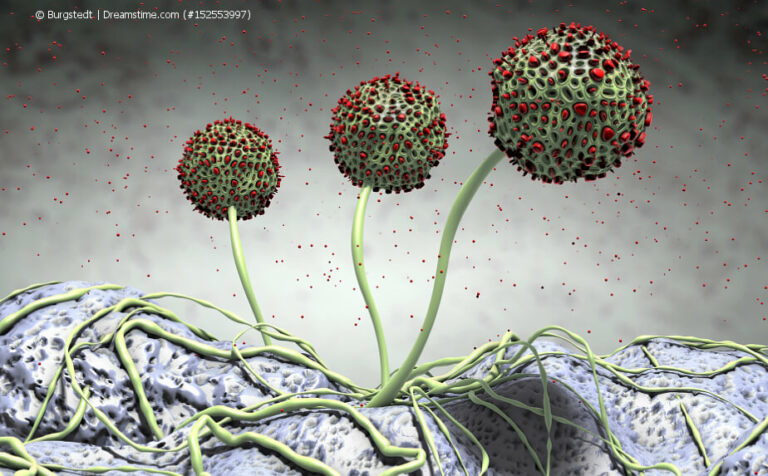 Was Tun Bei Schimmel Im Blumentopf Schimmel im Blumentopf | Schimmelbefall in der Blumenerde vermeiden