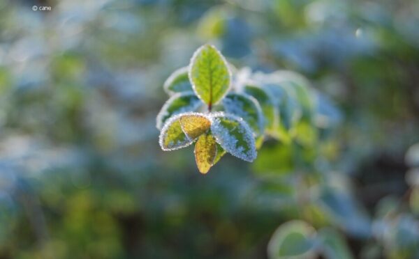 Balkonpflanzen überwintern: Das passende Örtchen für die kalte Jahreszeit