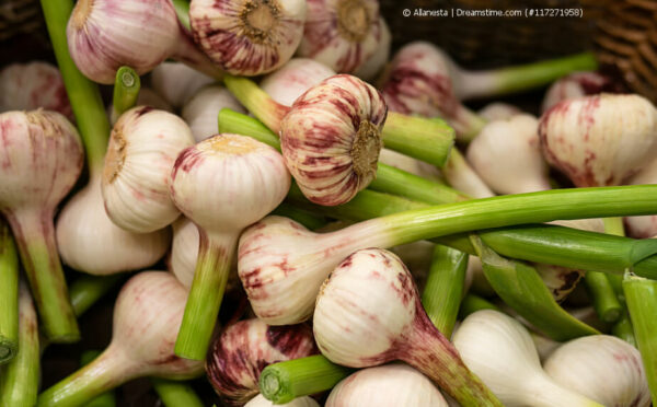 Knoblauch auf dem Balkon – klappt das?