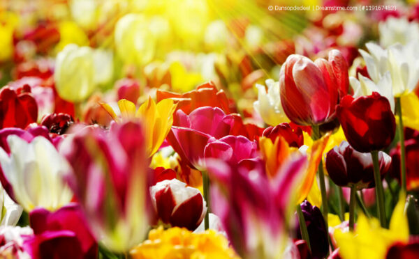 Tulpen auf dem Balkon – für einen farbenfrohen Frühlingsgruß
