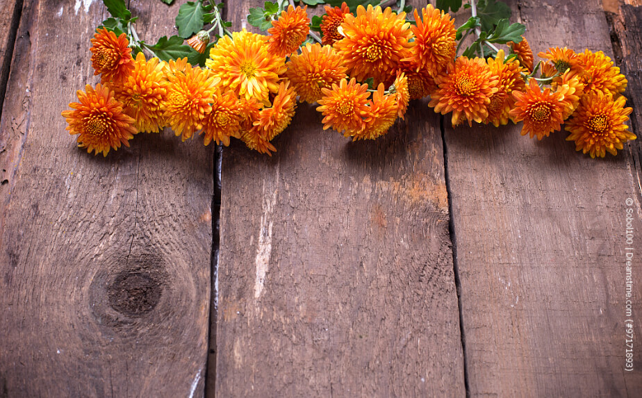 Balkonpflanzen mit orangen Blüten