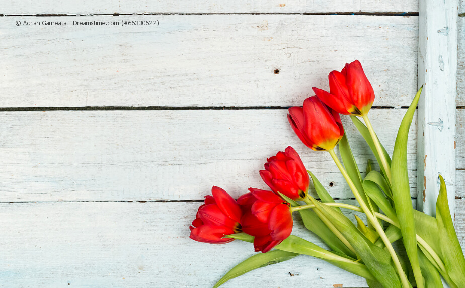 Balkonpflanzen mit roten Blüten