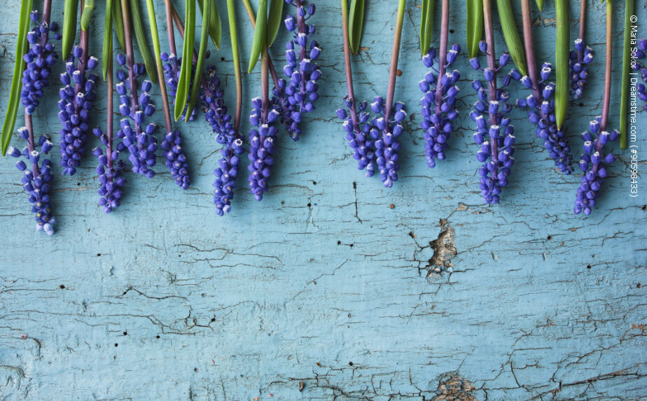 Balkonpflanzen mit blauen Blüten