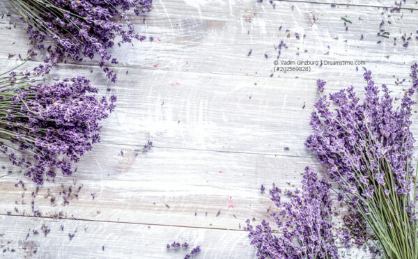 Imposante Farbakzente setzen: Balkonpflanzen mit violetten Blüten oder lila blühend