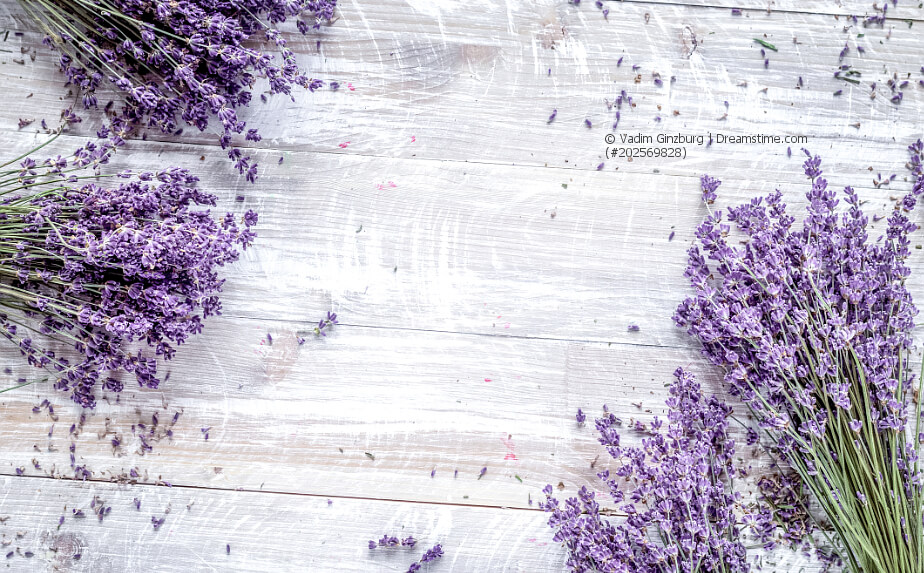 Balkonpflanzen mit violetten Blüten