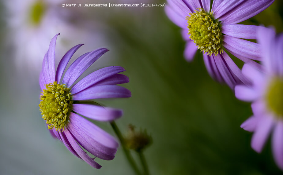 Blaues Gänseblümchen