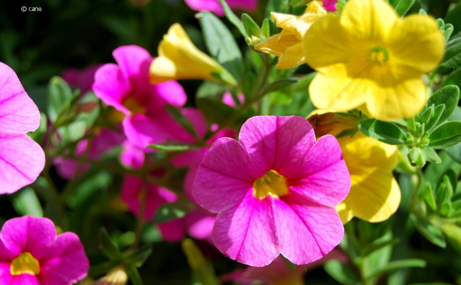 Zauberglöckchen in einer Blumenampel