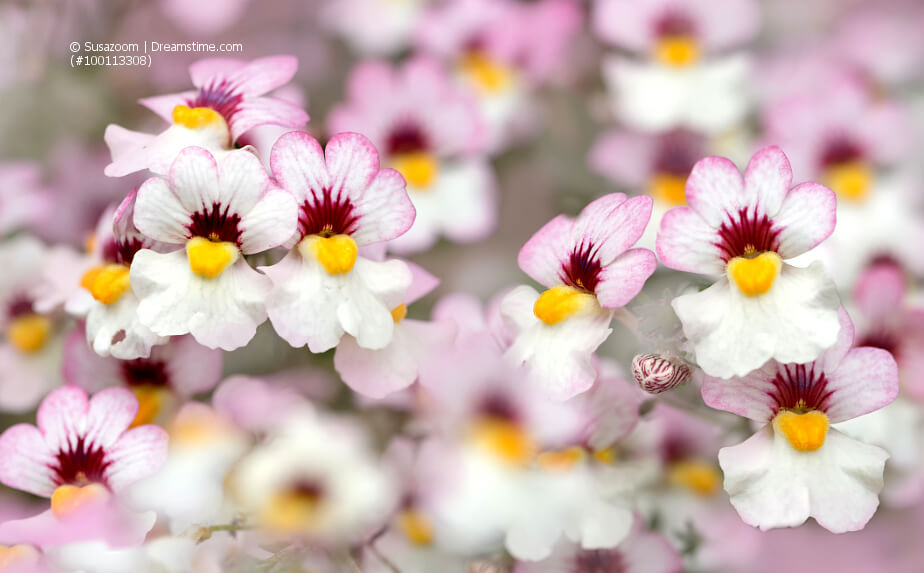 blühender Elfenspiegel (Nemesia)