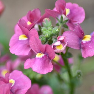 Elfenspiegel mit rosa Blüten